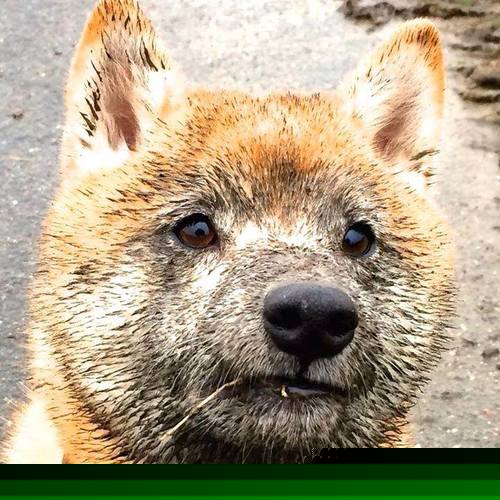 埃及队未来展望：加强青训，培养顶尖球员，埃及队前锋