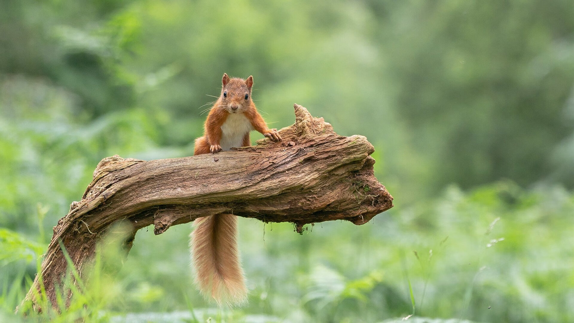 CBA俱乐部增设球员心理支持团队促进健康发展，cba俱乐部靠什么收入
