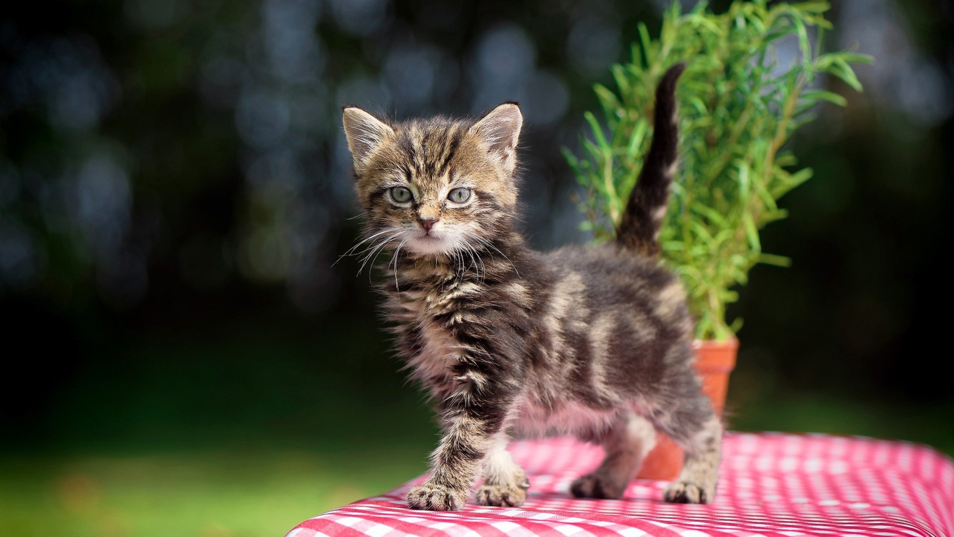 中国足球联赛赛事转播技术不断革新，各大足球联赛转播权