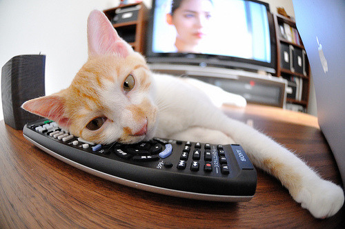 南非橄榄球赛事转播权价值不断攀升，英式橄榄球南非队