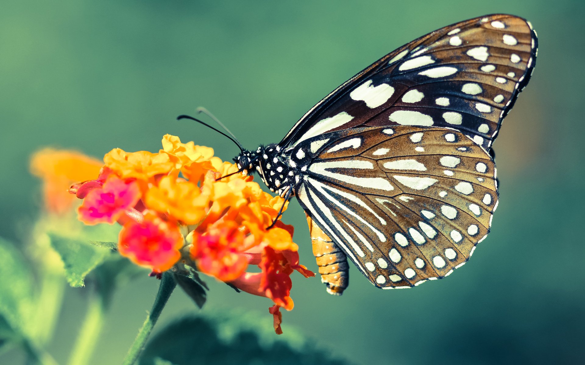 恩多比·恩乔：南非队的技术与战术核心，关键时刻屡屡出色表现
