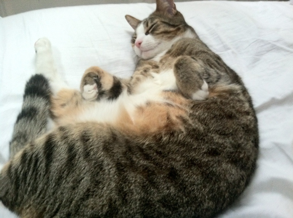 数据分析助力动作节奏优化与控制，数据分析动态